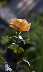 Similar image 21038837