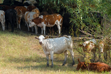 Similar image 21039208