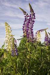 Similar image 21045636