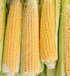 Similar image 21070298