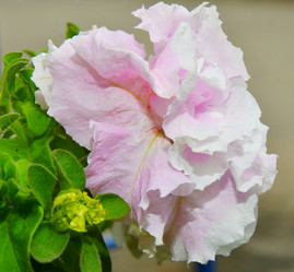 Similar image 21070129