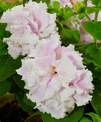 Similar image 21070132