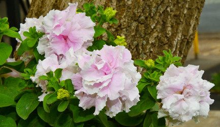 Similar image 21070133