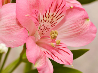 Similar image 21070160