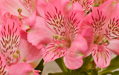 Similar image 21070319