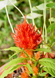 Similar image 21068904