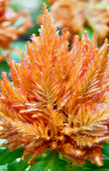 Similar image 21068906