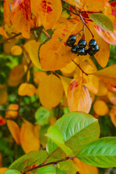 Similar image 21045676