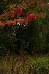 Similar image 21045502