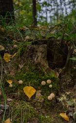 Similar image 21045527