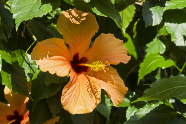 Similar image 21044979