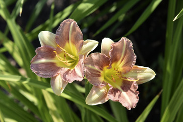 Similar image 21045257