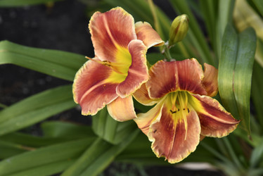 Similar image 21045258