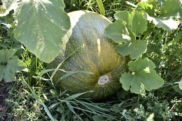 Similar image 21045933