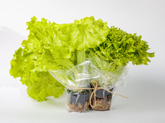 Similar image 21069614