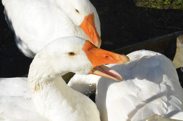 Similar image 21048081