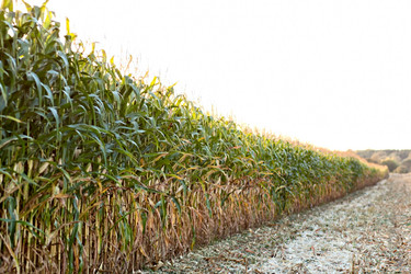 Similar image 21073905