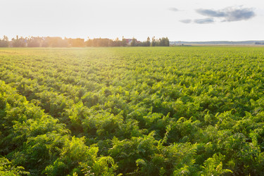 Similar image 21074456