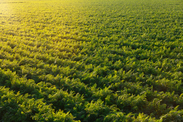 Similar image 21074464