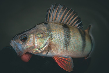 Similar image 21048252