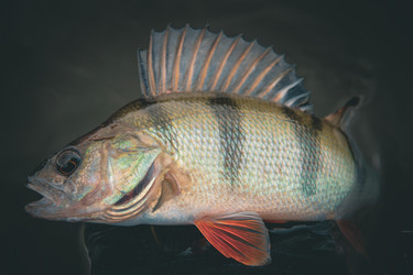 Similar image 21048253