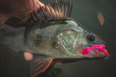 Similar image 21048259