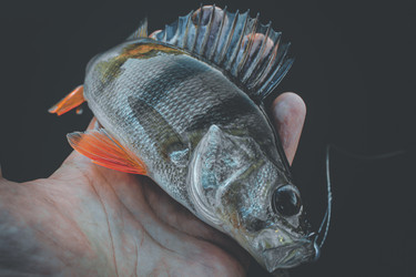 Similar image 21048261