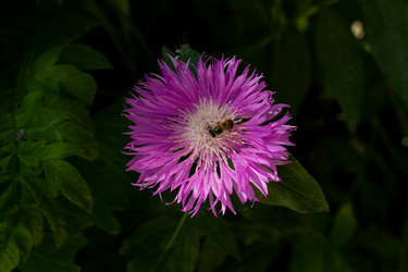 Similar image 21049640