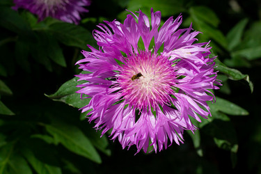 Similar image 21049641