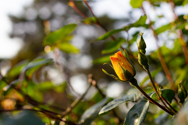 Similar image 21049642