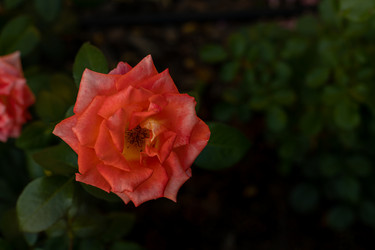 Similar image 21049716