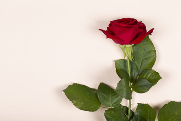 Similar image 21074244