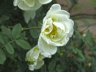 Similar image 21050528