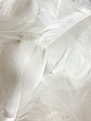 Similar image 21050551