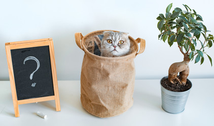 Similar image 21050669