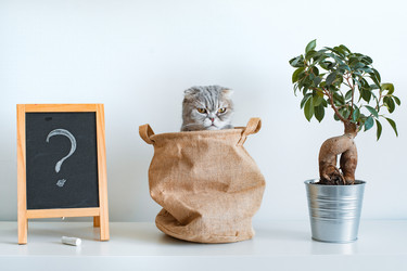 Similar image 21050671