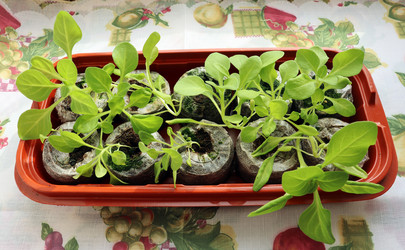 Similar image 21050569