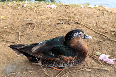 Similar image 21050570