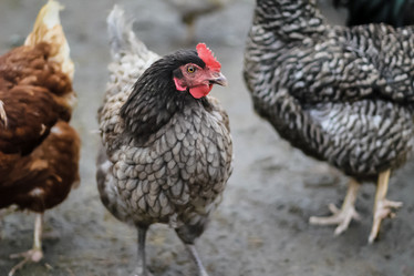 Similar image 21054703