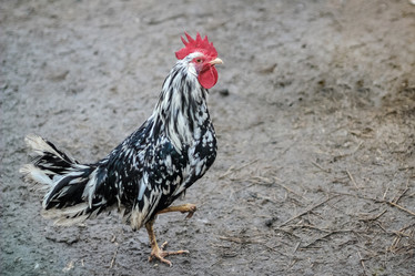 Similar image 21054704