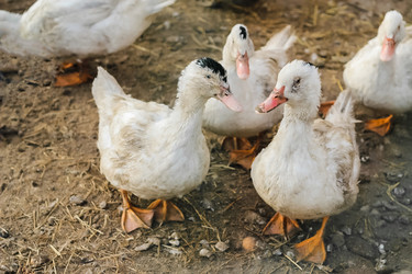 Similar image 21062638