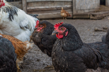 Similar image 21054705