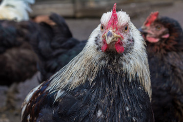 Similar image 21054706