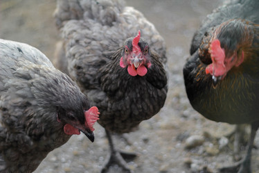 Similar image 21054745