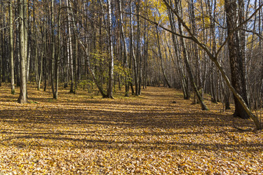 Similar image 21070204