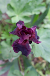 Similar image 21059243