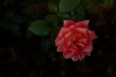 Similar image 21059572