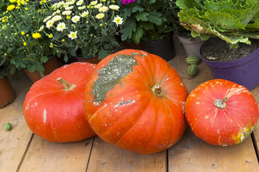 Similar image 21059461