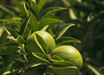 Similar image 21062570