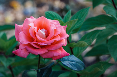 Similar image 21062585